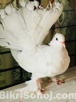 ইন্ডিয়ান সিল্কি লক্ষা (নর)